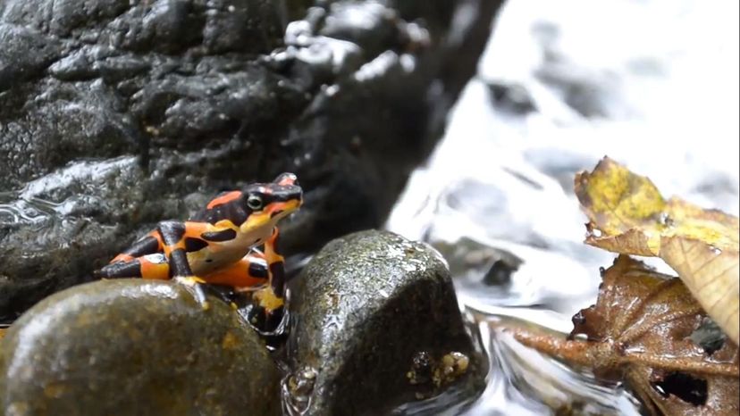 The Harlequin Toad