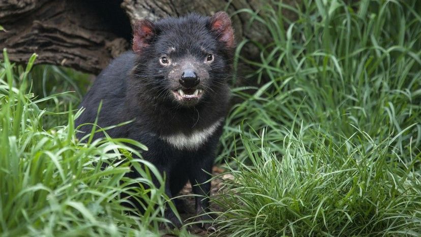 Tasmanian Devil