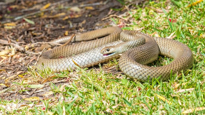 Eastern brown snake