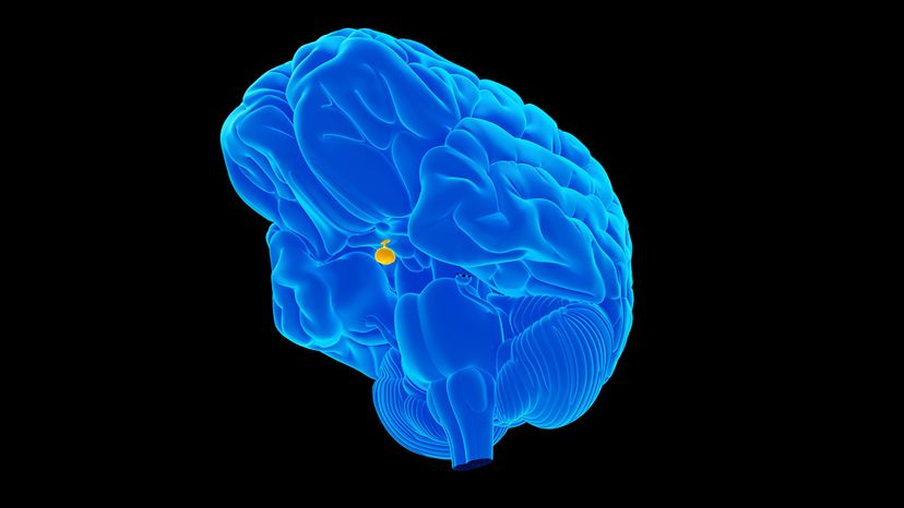 pituitary