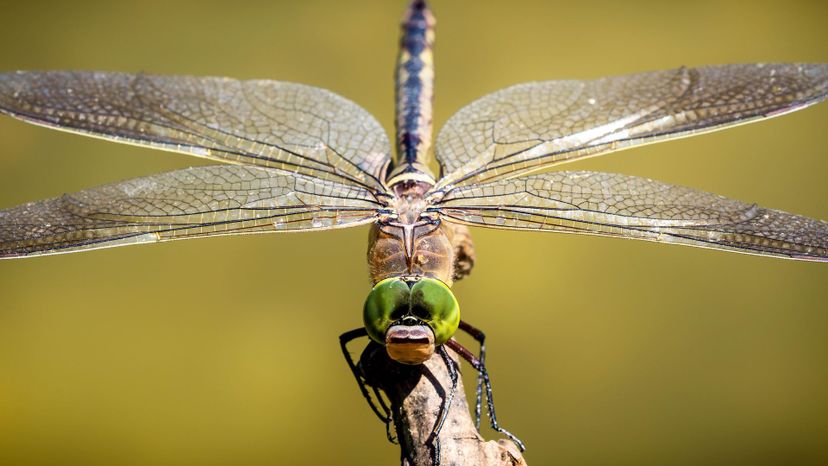 Dragonfly