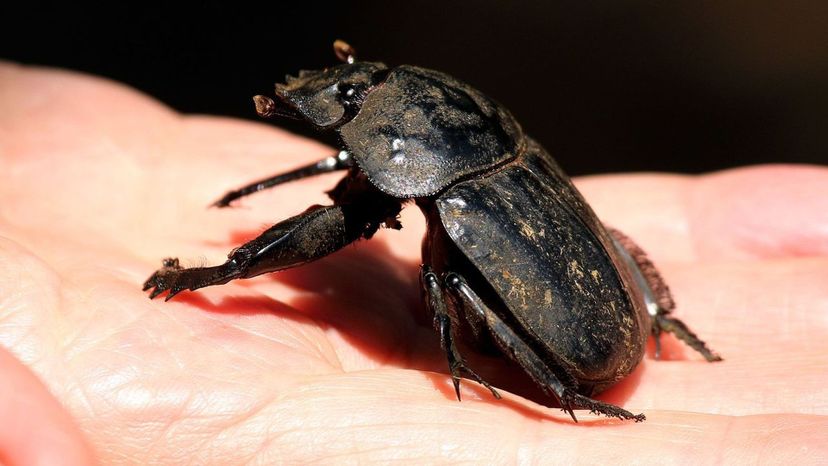 Dung Beetle