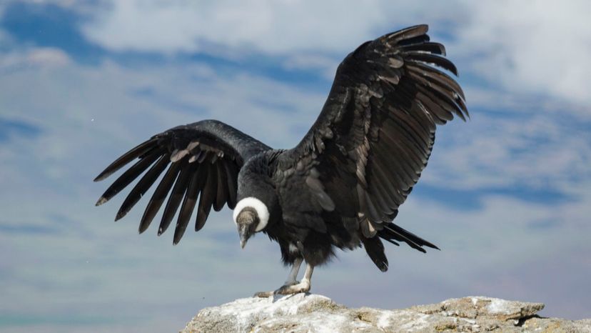 Andean Condor