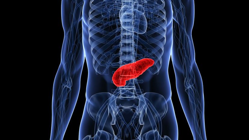 Q 29 Pancreas substances