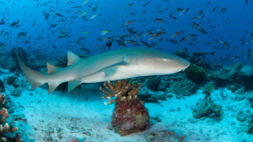 Nurse shark