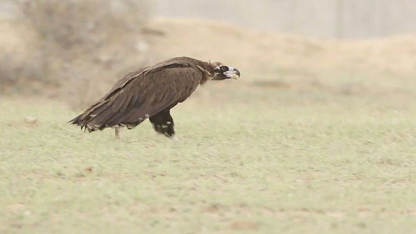 Eurasian Black Vulture