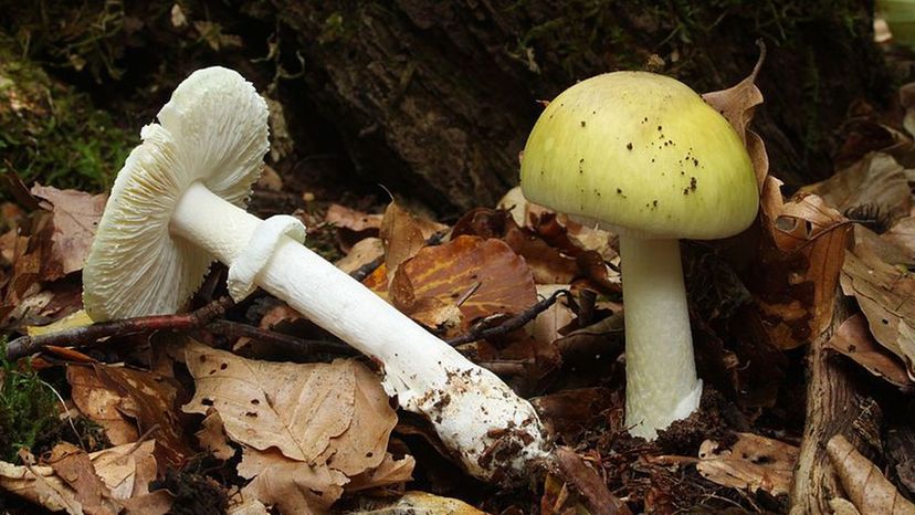 Death Cap (Amanita phalloides)