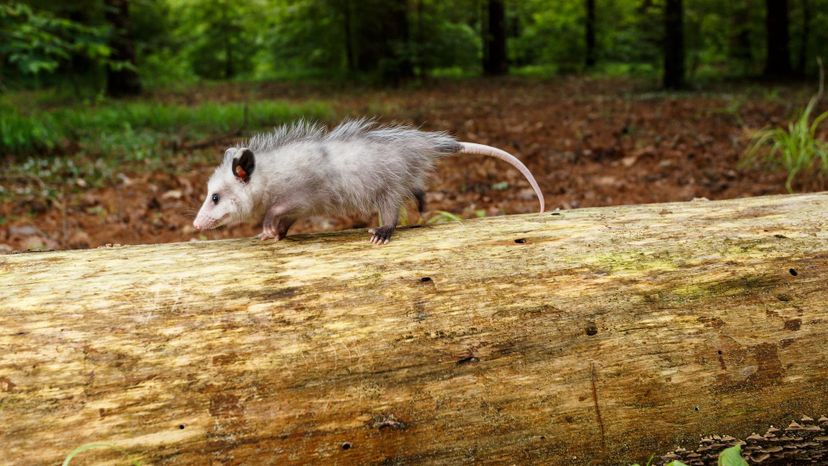 Opossum