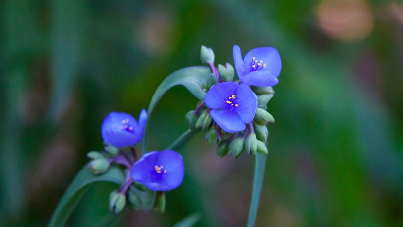 Spiderwort