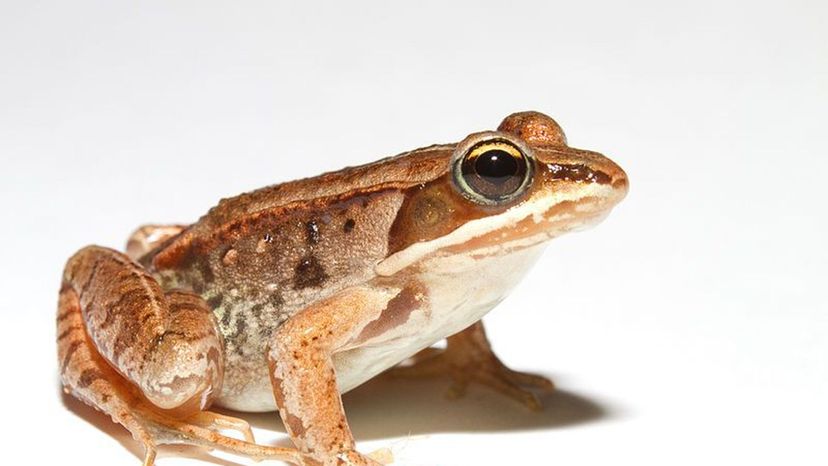 woodfrog