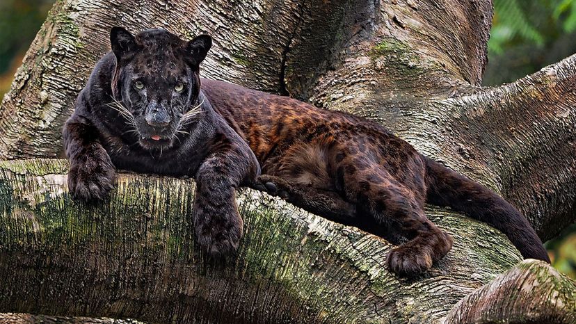 Javan leopard