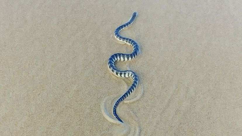 Beaked sea snake