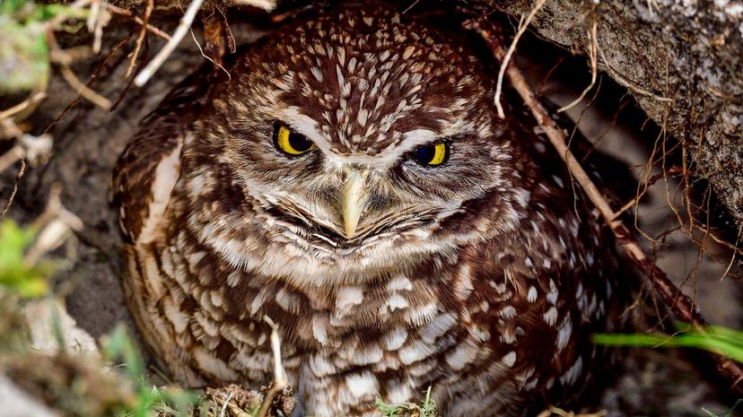 Burrowing owls