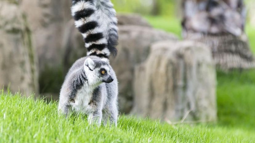 Ring Tailed Cat