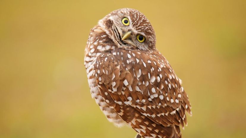 Burrowing owl