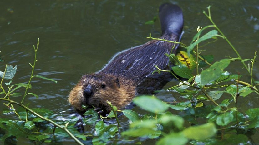 Beaver