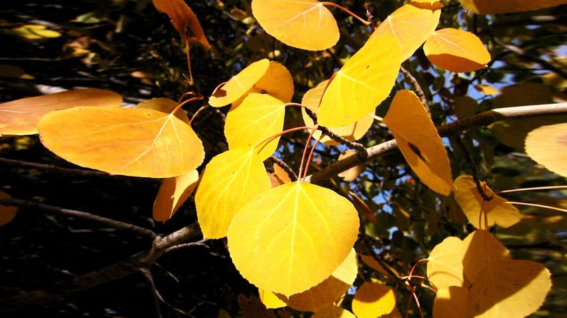 Quaking Aspen