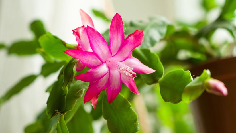 CHRISTMAS CACTUS