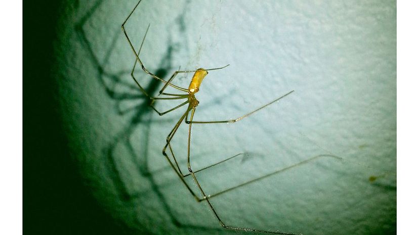 Daddy Long Leg Spider