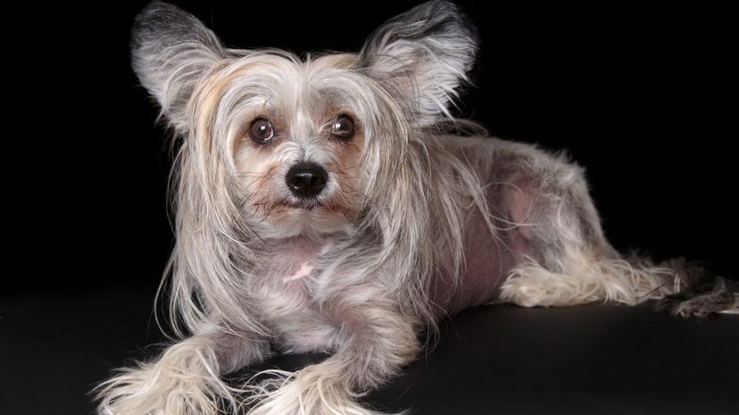 A Chinese Crested