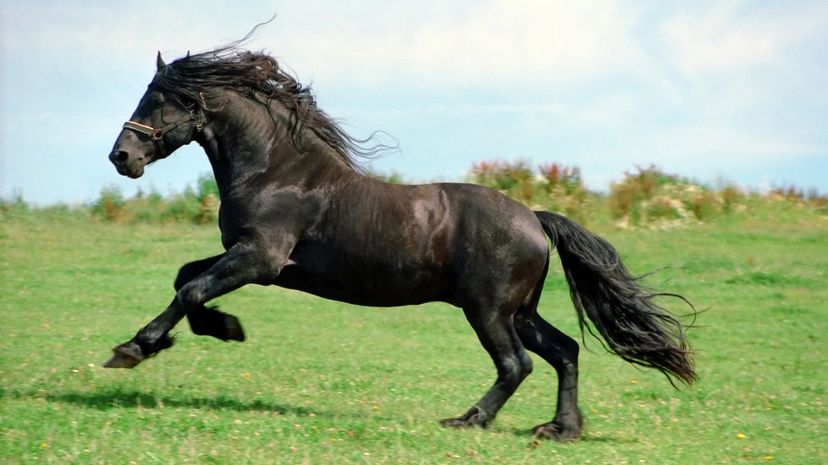 Friesian 2