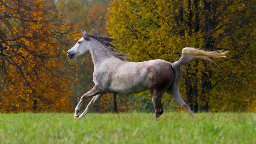 Which Horse Breed Matches Your Myers-Briggs Type?