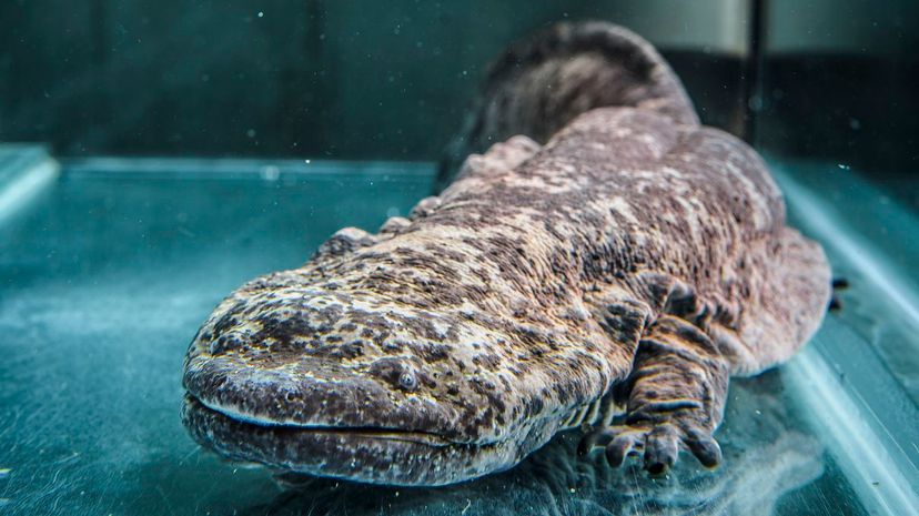 Chinese giant salamander