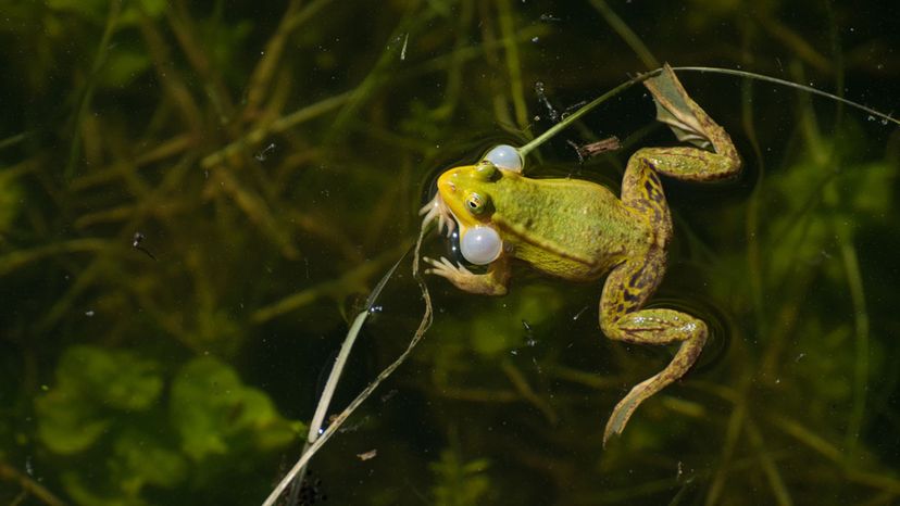 Frog - wetlands