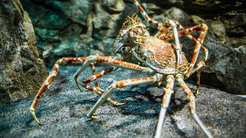 Giant Crab Spider