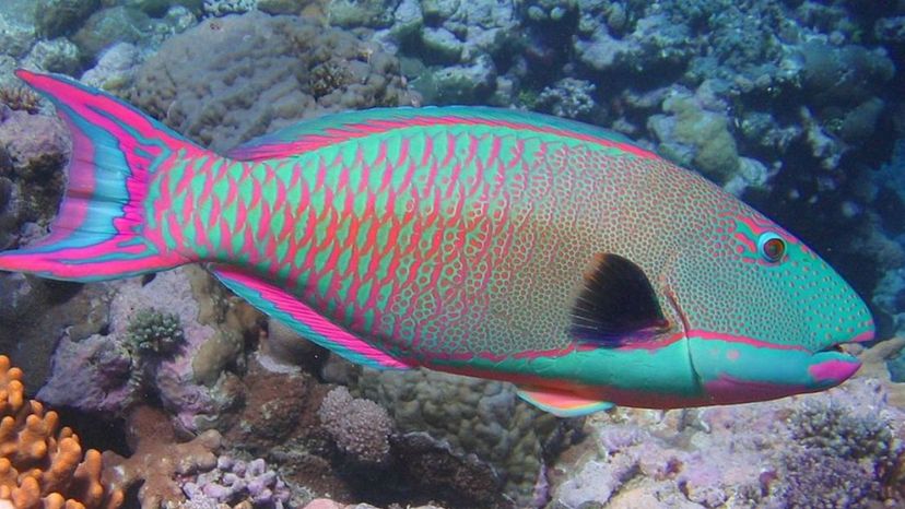 Parrotfish