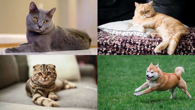 scottish fold, chartreux, exotic shorthair, shiba