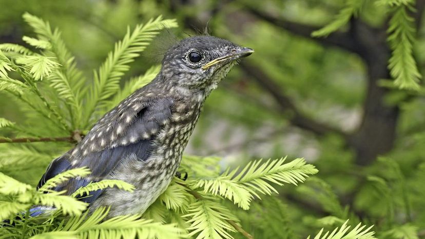 Eastern Blue Bird