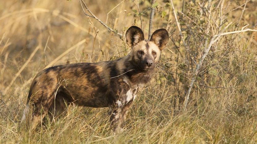 African Wild Dogs