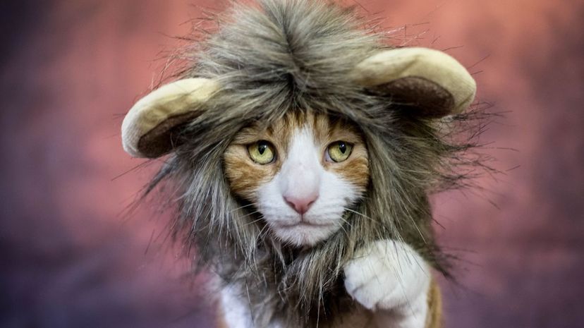Cat Wearing Lion Costume