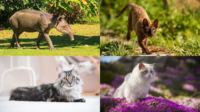 ragdoll, maine coom, cornish rex, baird's tapir