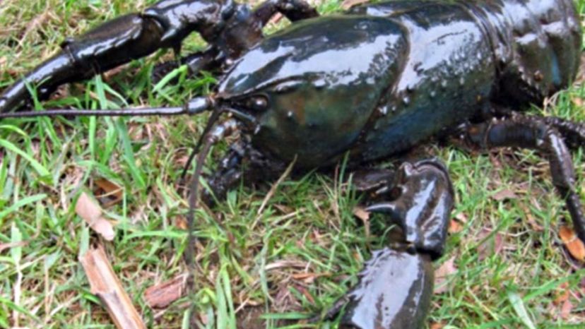 Giant Tasmania Crayfish