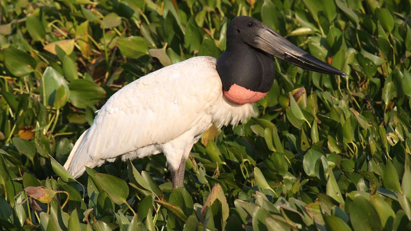 Jabiru