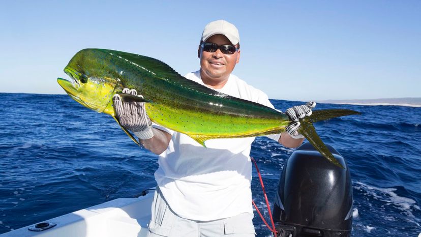 Mahi Mahi