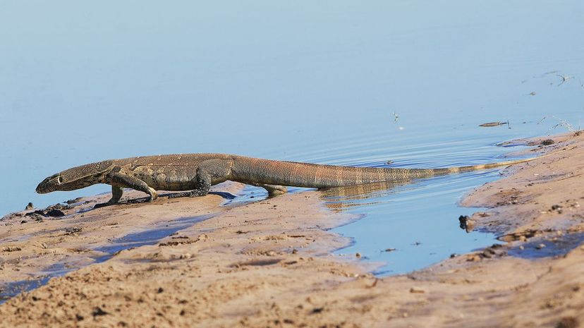 Nile Monitor