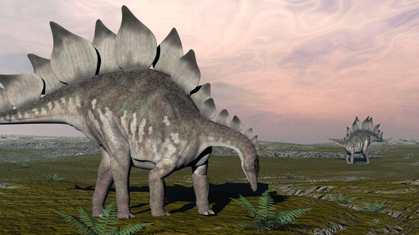 Stegosaurus