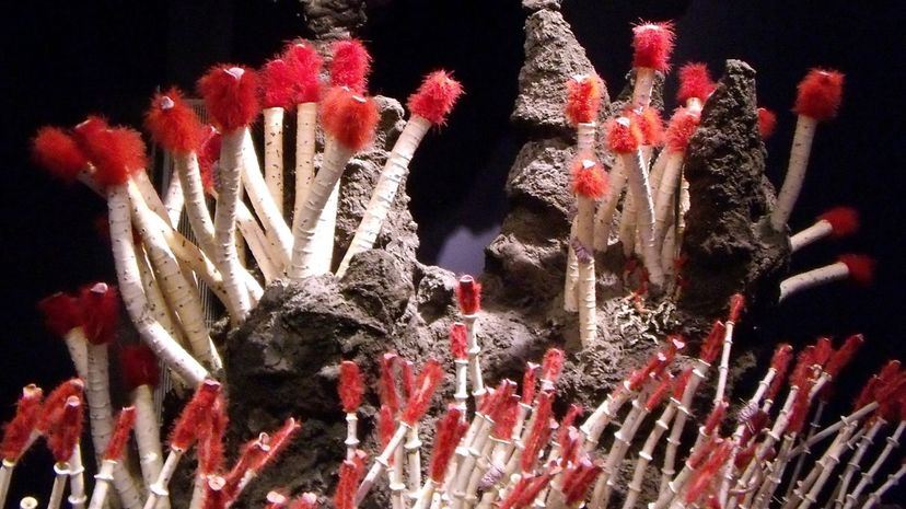 40 Giant tube worms