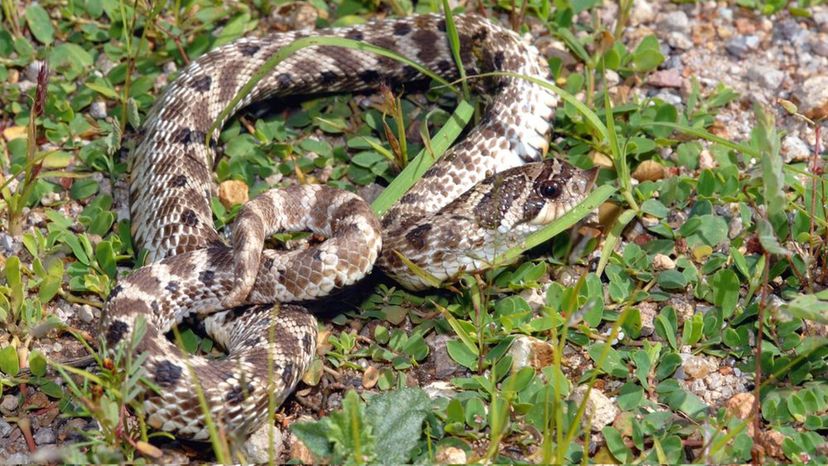 Mexican Hognose