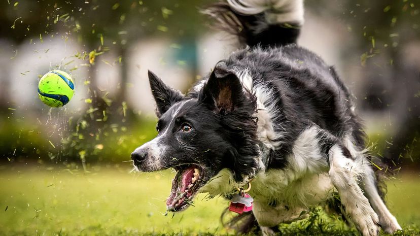 Border Collie