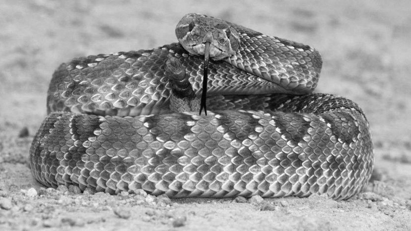 Mojave rattlesnake bw