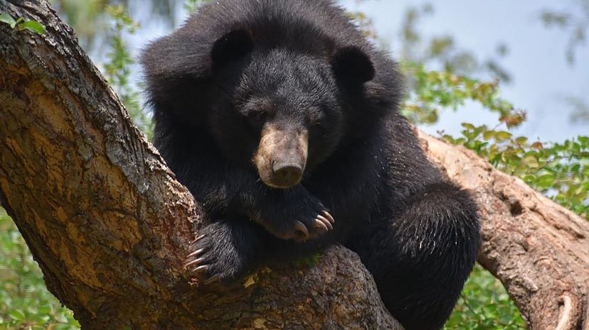 #13 Asiatic Black Bear