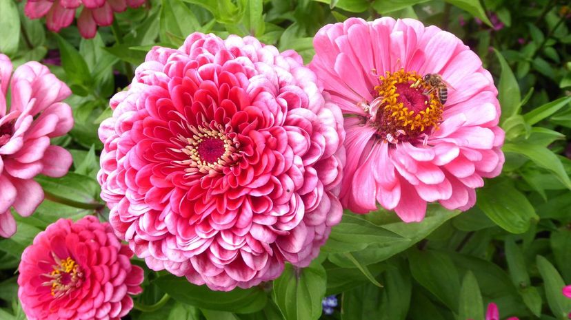 Zinnia