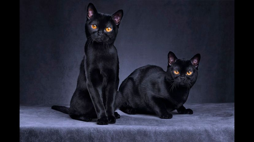 Bombay Cat