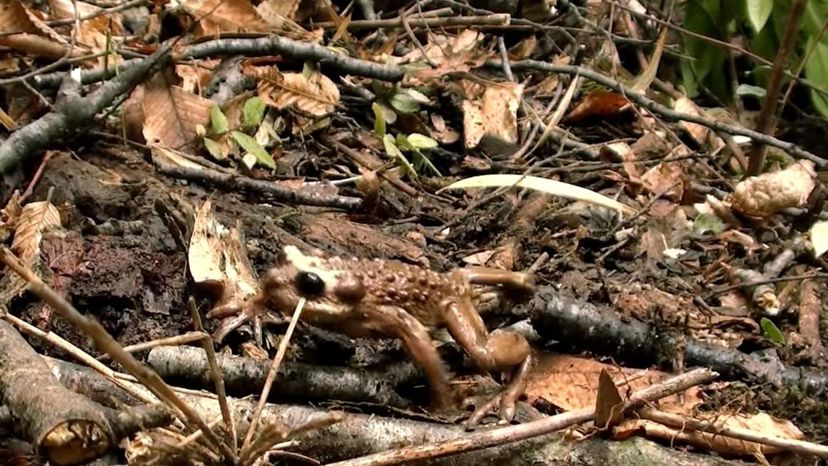 Bullock's False Toad