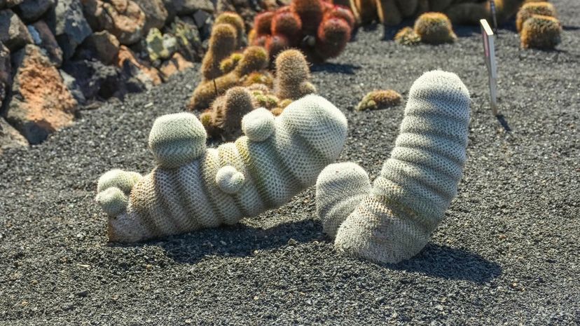 Phallic-shaped cactus plants