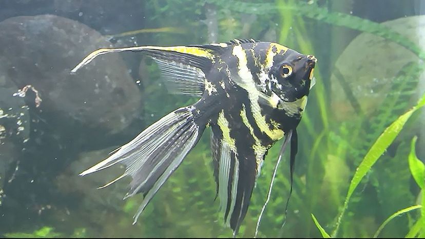 Marble Angelfish